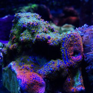 Rainbow Montipora