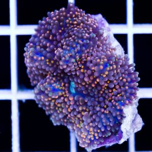 Really Rainbow Ricordea