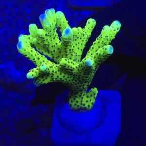 Slimeball Anacropora